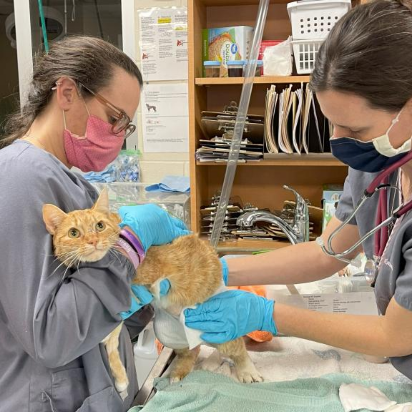 Charleston Animal Society