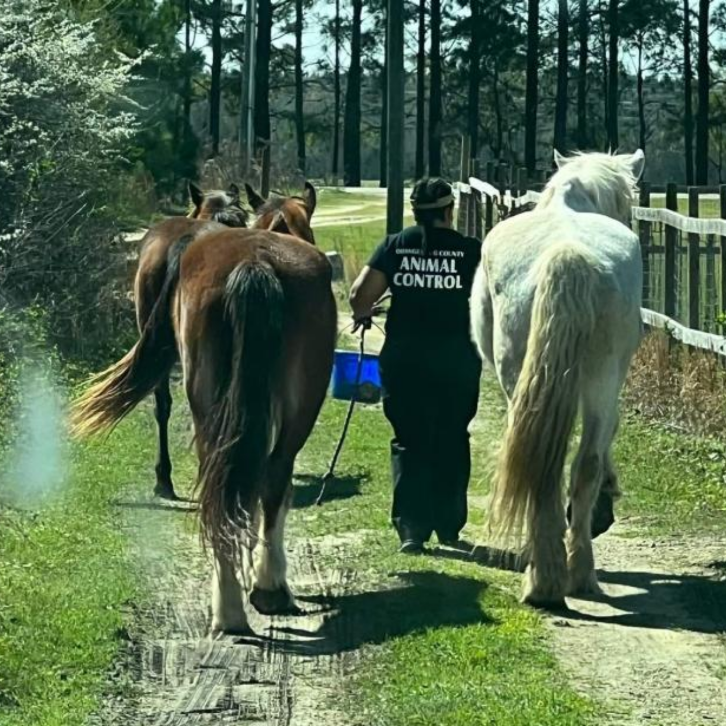 Orangeburg County Animal Control staff member walking away from camera on outdoor trail with three horses in tow