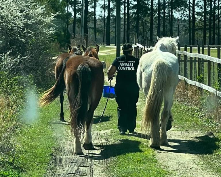 Orangeburg County Animal Control staff member walking away from camera on outdoor trail with three horses in tow