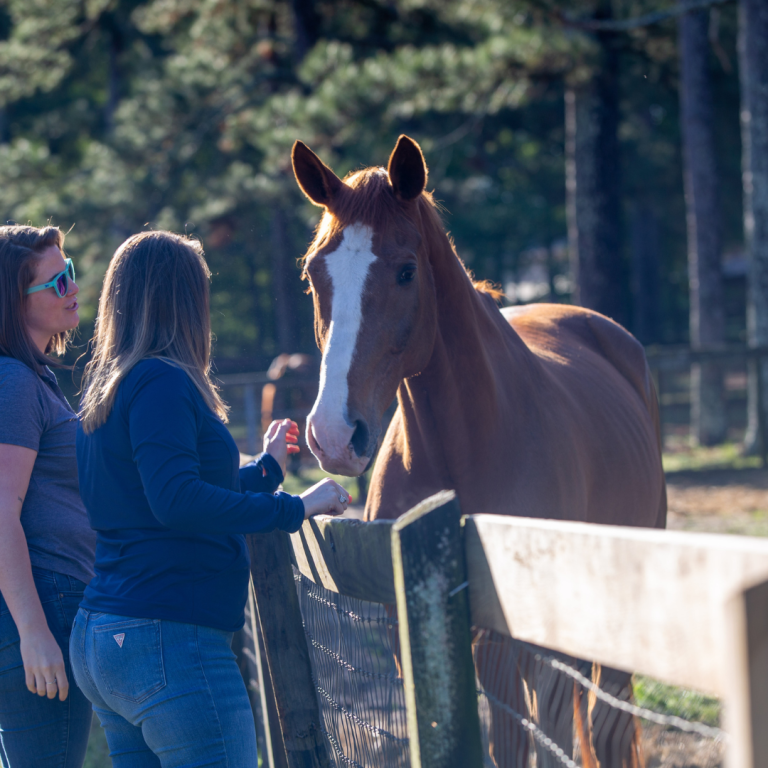 South Carolina Equine Associates