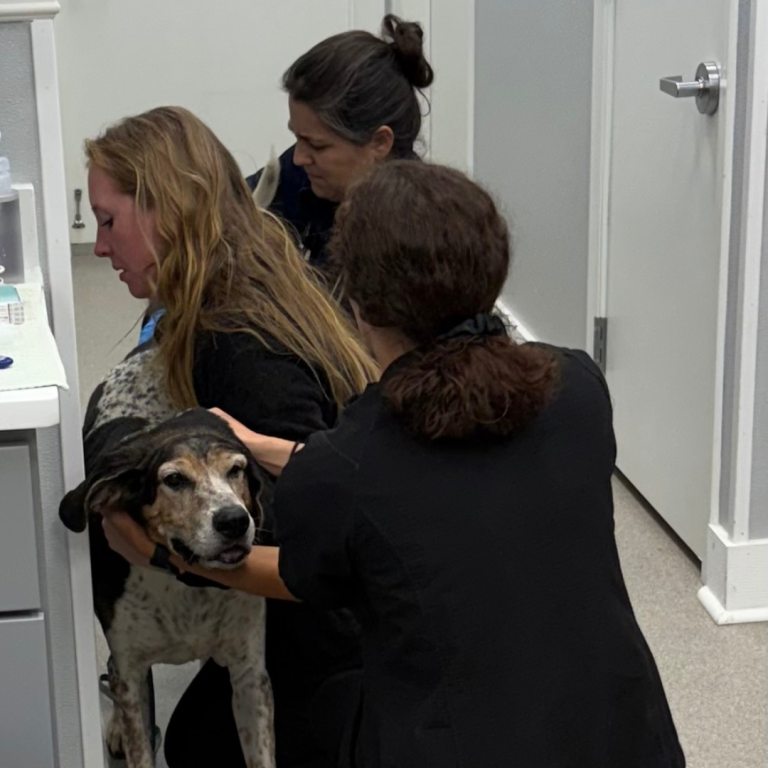 Group of Veterinarians providing assisting a dog 